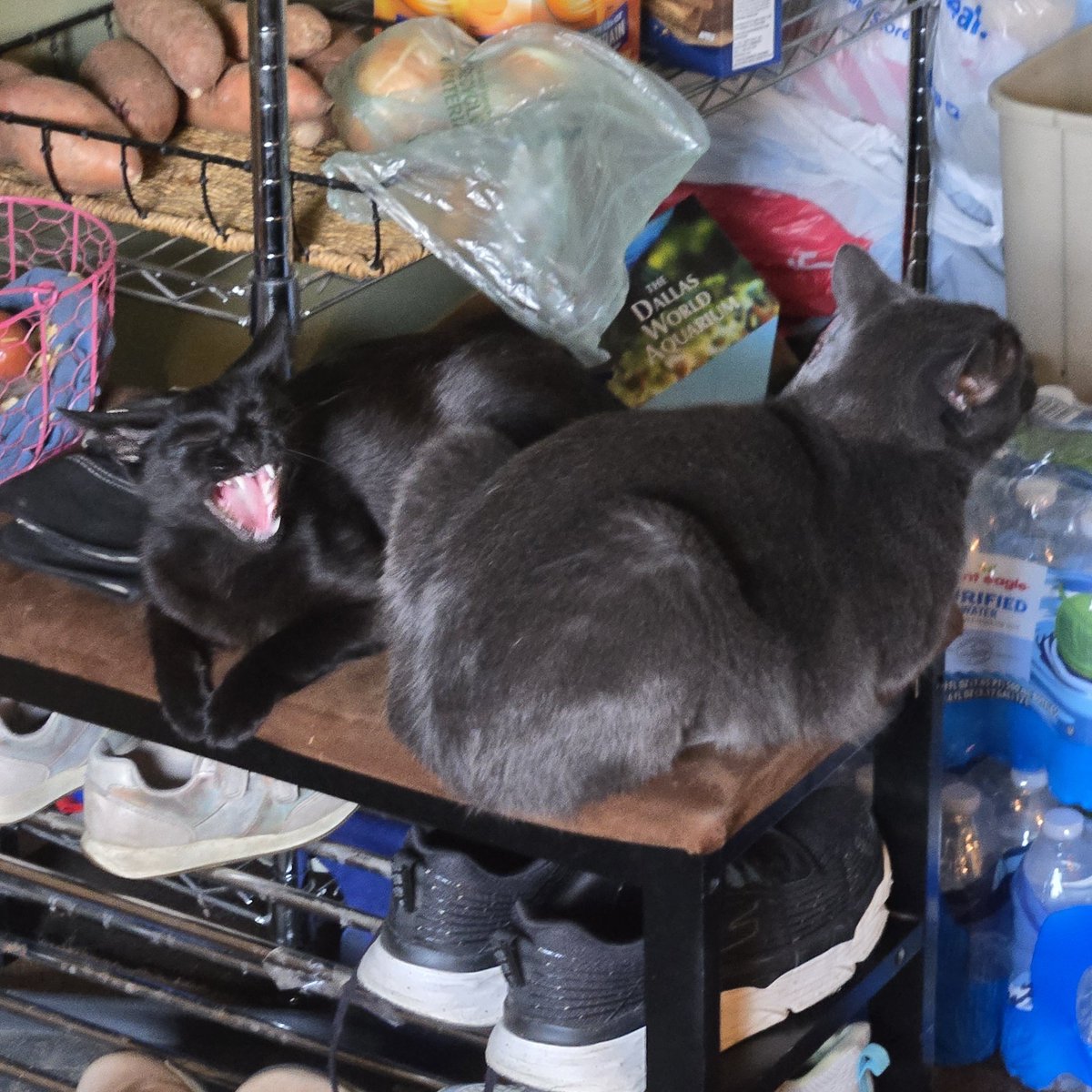ApplewhiteGames's tweet image. Random cat pic drop 😽
