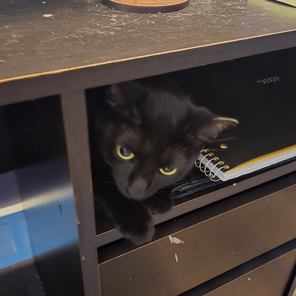 ApplewhiteGames's tweet image. Random cat pic drop 😽
