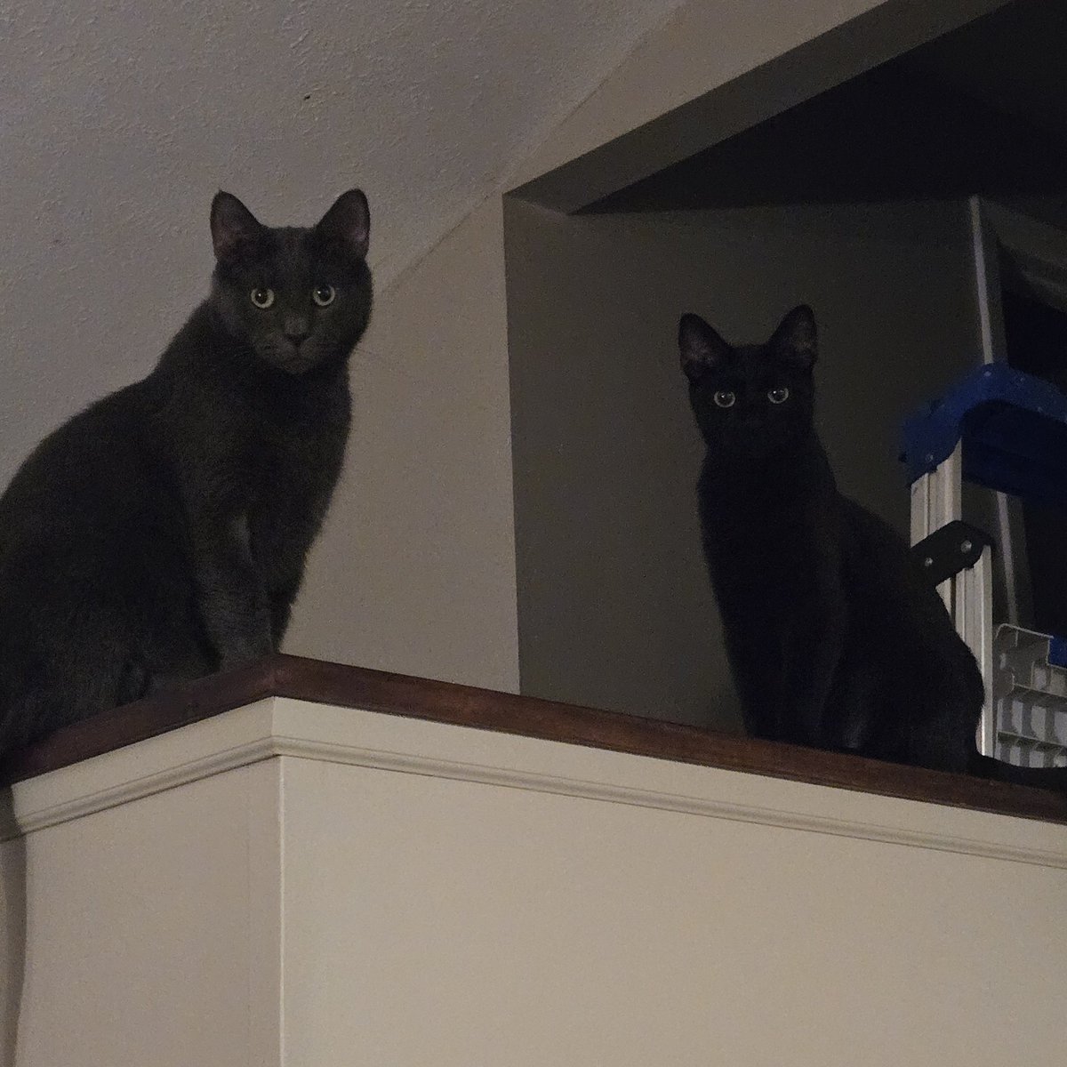 ApplewhiteGames's tweet image. Random cat pic drop 😽