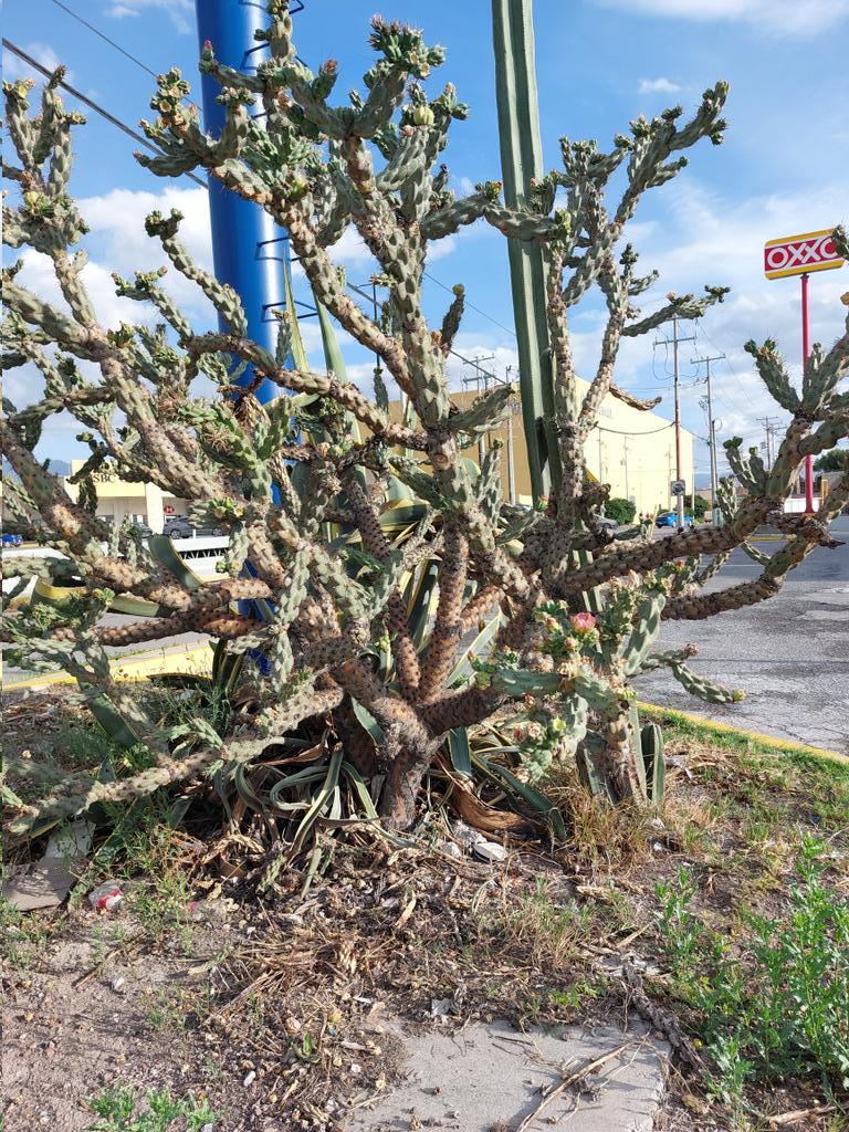 Hermosa!.. 🌵
