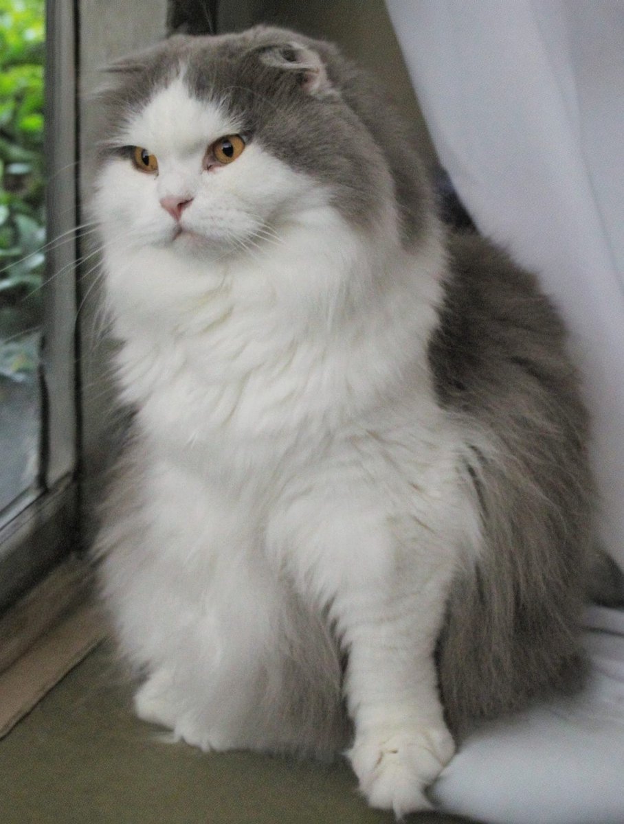 This Sunday, I am the hush in the room,
the warm breath on your cheek,
the gentle weight beside you.
Let the world fade.
Here, wrapped in my quiet love,
you are safe, seen,
and endlessly held.
Your Napoleon 💙#PetLove #SafeWithMyPurrr