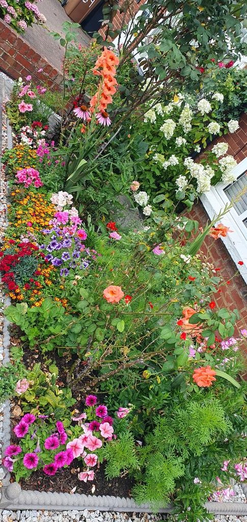A colourful garden in Guildford.