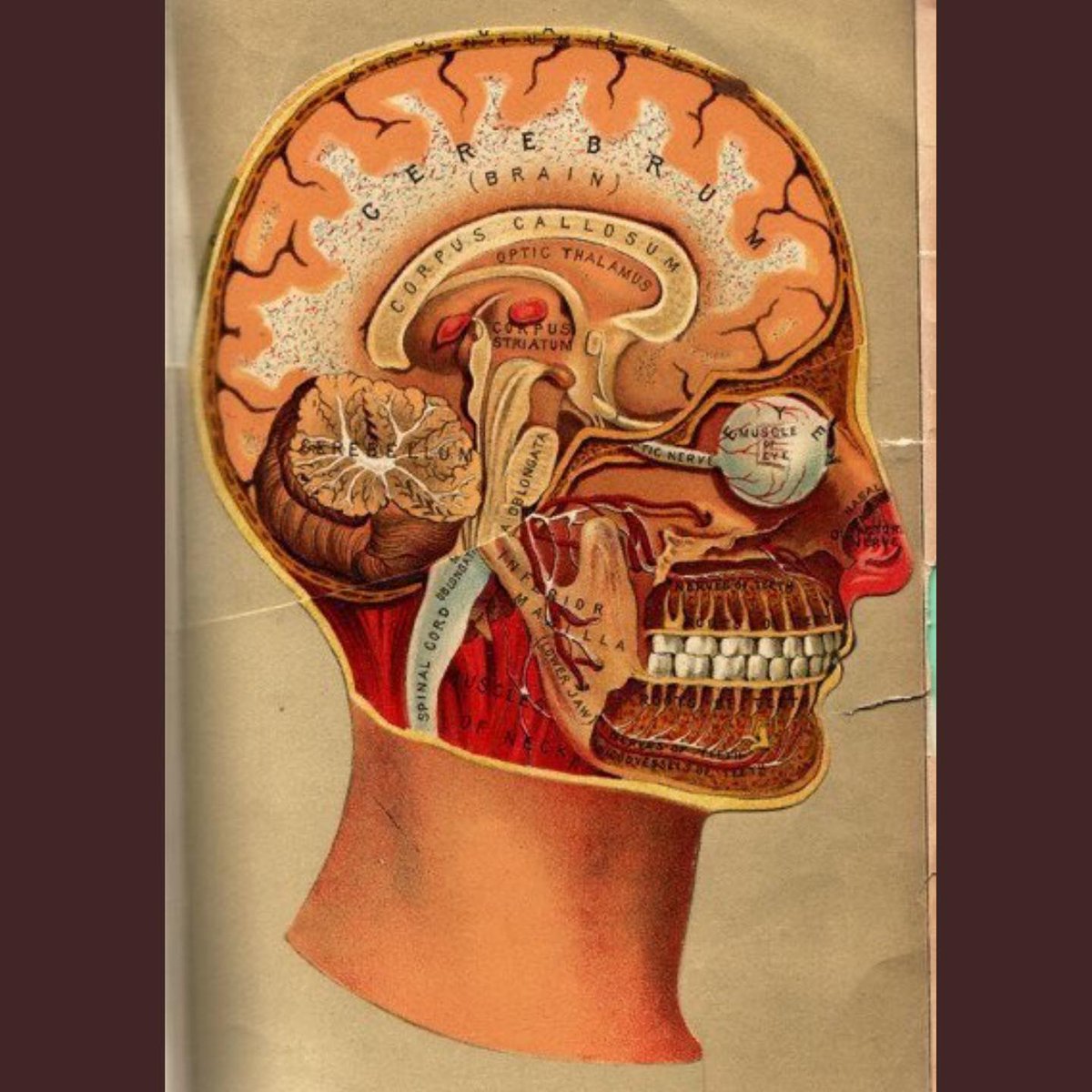 Saggital section of the head from the 'Anatomical Flipbook' by L.W. Yaggy &amp; James J. West, published in 1885 #anatomy #histmed #historyofmedicine #pastmedicalhistory