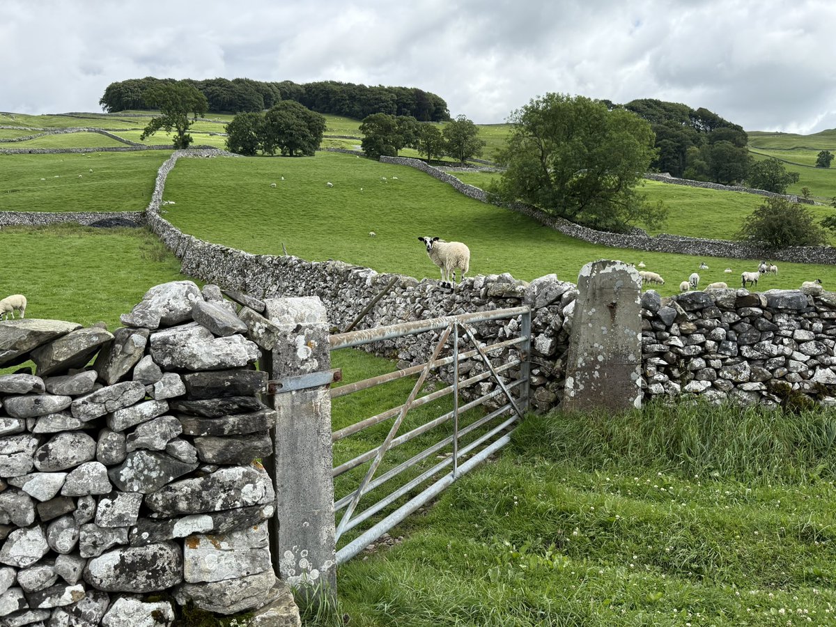 MARKCORNER16's tweet image. A lamb seeing if the grass is indeed greener on the other side, at Langcliffe