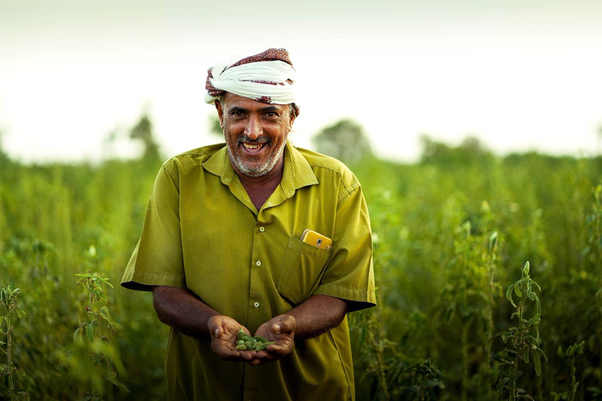 UNDPYemen's tweet photo. Today is #RuralDevelopmentDay 🌾👩‍🌾

Our #FSRRP &amp; #ESPECRP, with @WorldBankMENA support &amp; national partners, empower rural communities through sustainable agriculture &amp; resilience building for better #FoodSecurity in #Yemen https://t.co/fQWWAHaZp2
