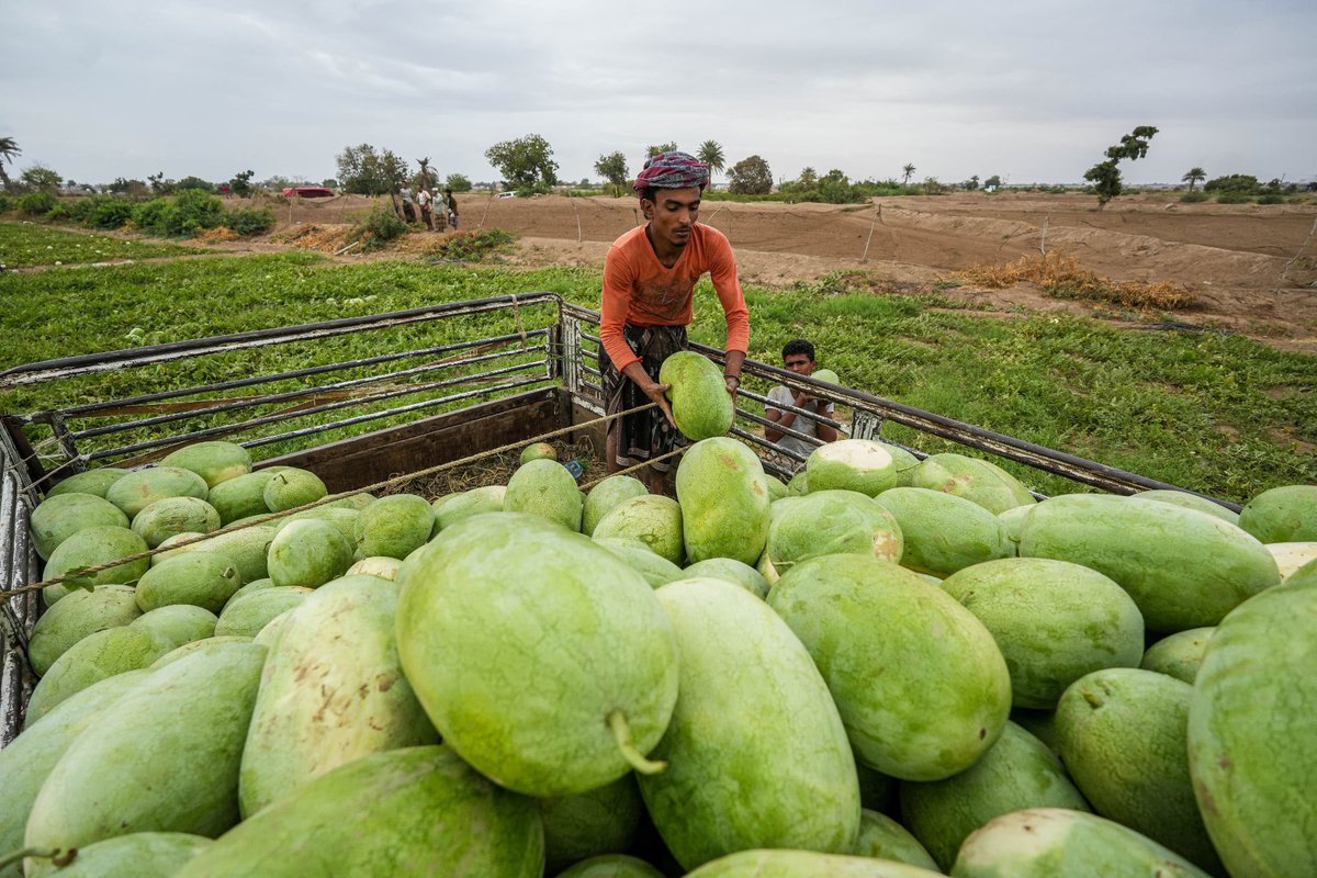 UNDPYemen's tweet photo. Today is #RuralDevelopmentDay 🌾👩‍🌾

Our #FSRRP &amp; #ESPECRP, with @WorldBankMENA support &amp; national partners, empower rural communities through sustainable agriculture &amp; resilience building for better #FoodSecurity in #Yemen https://t.co/fQWWAHaZp2