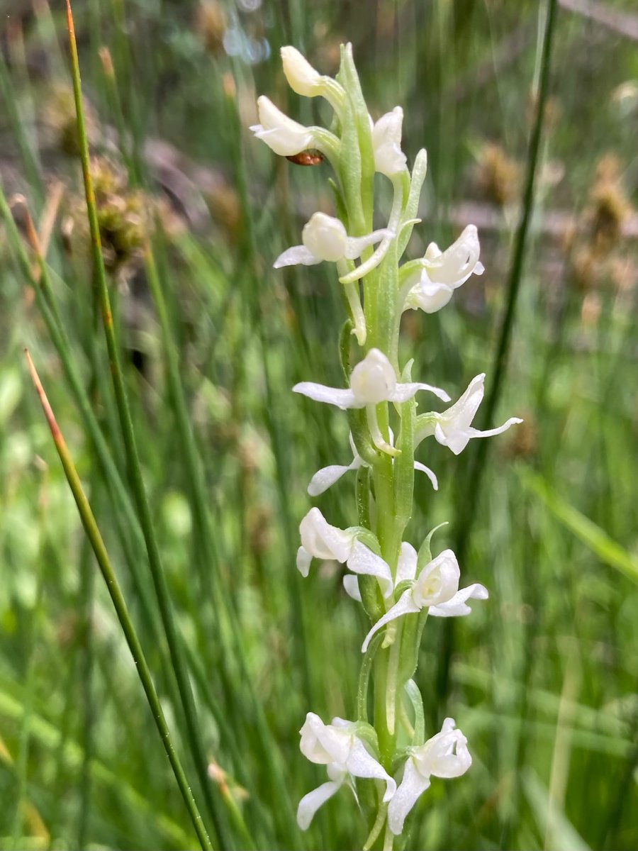 wildcreativity's tweet image. White bog orchids
rise out of soggy soil
delicate beauty.
#haiku #naturephotography