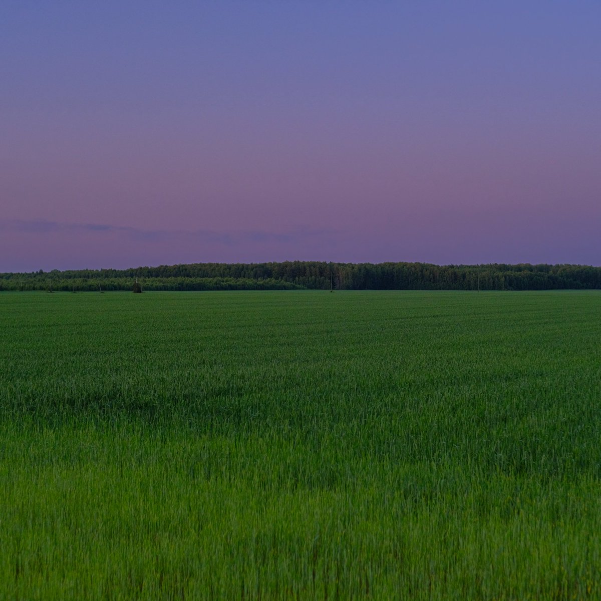 цвет июльских полей