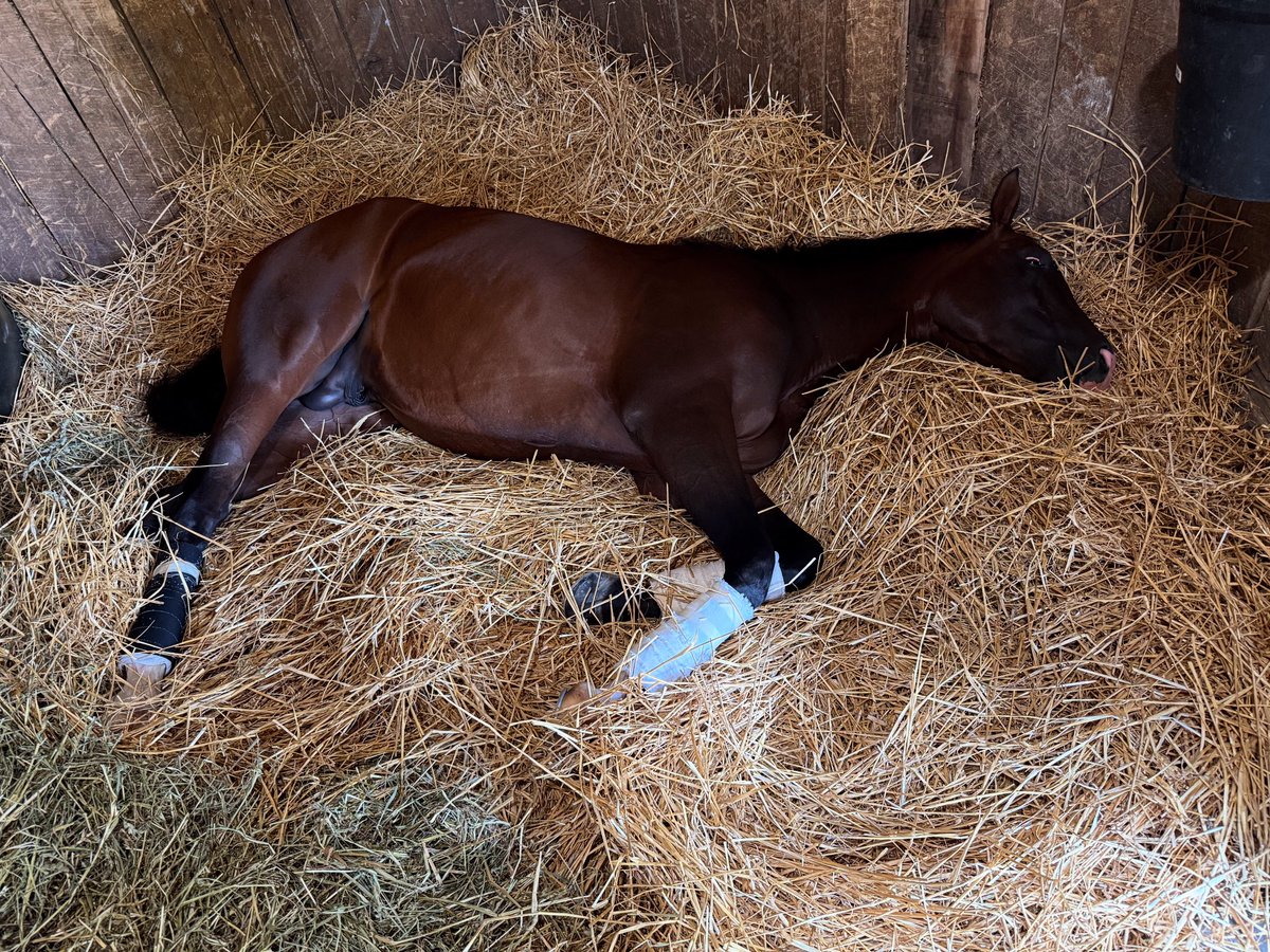 This Is Uscar snoozing after his game 2nd yesterday… breaking a track record ….🥰