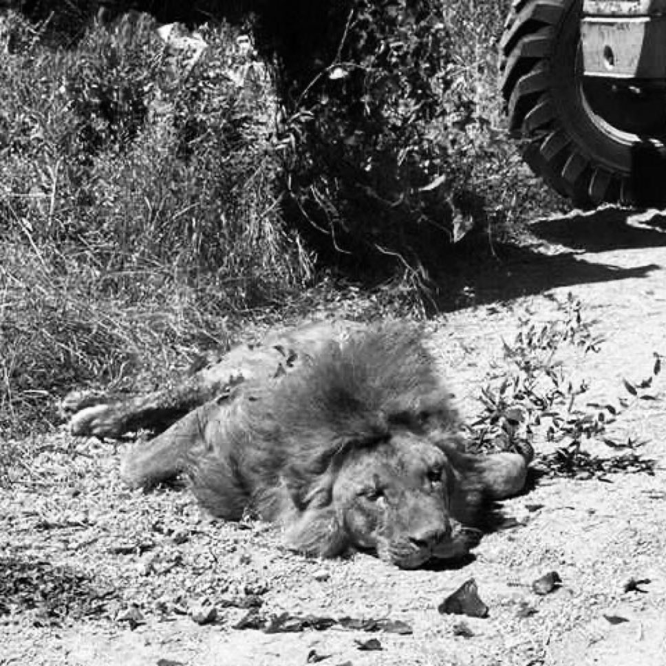 Bütün suçu Türkiye’de olmaktı #Öldürmüşler