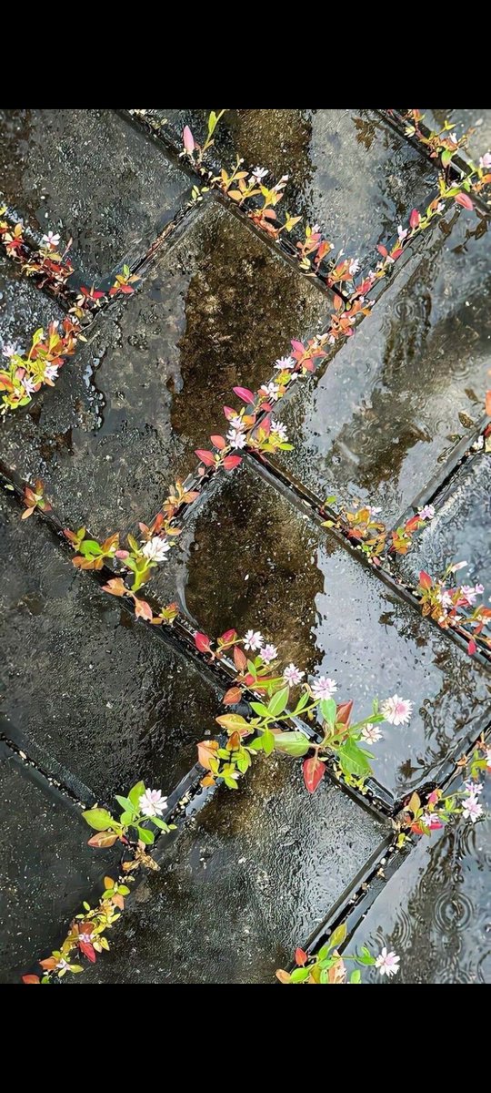 Unutma hiç bir kış yoktur;
ardından baharı müjdelememiş!.
Kurumamış hiç bir göz yaşı yoktur!
Ve yaşlanmamış hiç bir söz yoktur!..
.
..
Öyle işte!
Gel gitin arafından kurtulmaya az kaldı;
direnin kabuğunu söktüğüm yaralarım!..
.
.
🍂🍷🌾