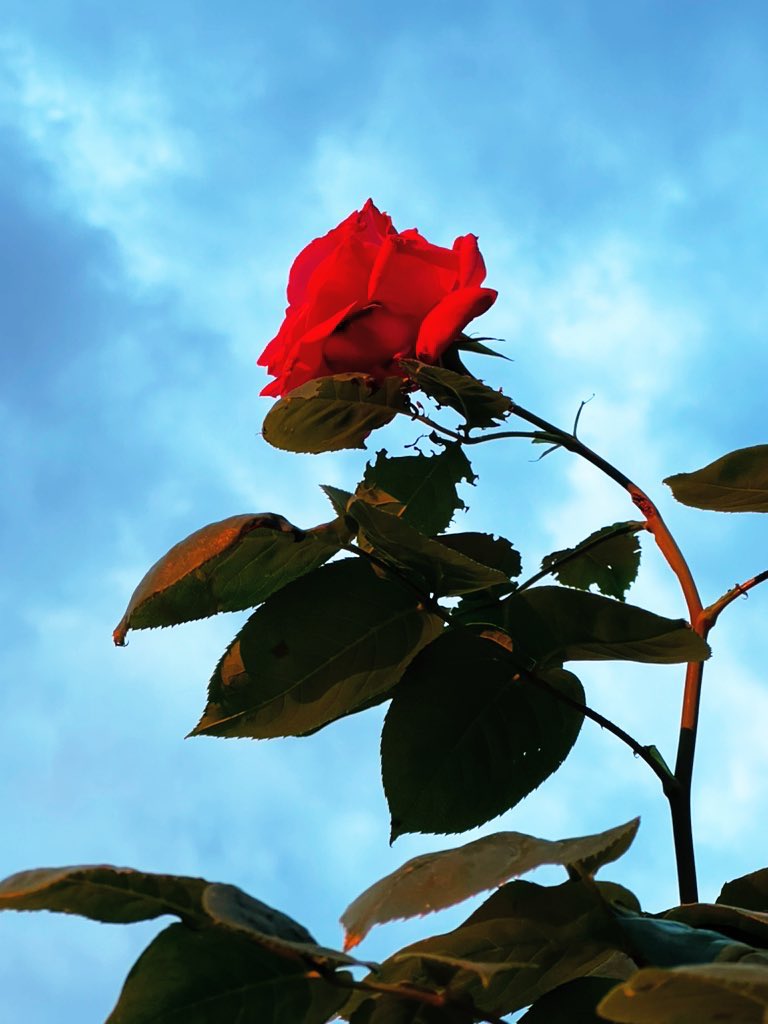 Rammemoro lo smeraldo
nei tuoi occhi
ed il profilo
che disegnava orizzonti.

Rammemoro,
mentre ti porto
la tua rosa rossa,
mamma❤️

              Gaia serata a tutti

mia📷e🌹