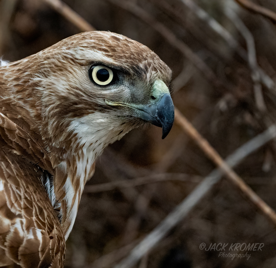 Red-tailed Hawk crashed down in some tall grass by me while hunting for food in Bethlehem back in March. It came up empty &amp; almost looked embarrassed when it came out of the grass &amp; looked around like it was thinking--I hope no 1 saw me miss that.Pressed the shutter &amp; it flew off