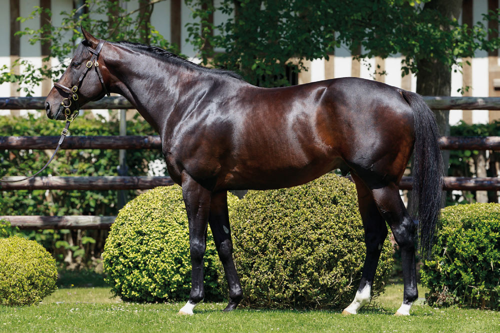 Woodshauna springs a surprise to provide Haras de Bouquetot sire Wooded with his first Group 1 winner in the Prix Jean Prat.

The colt was bred by Haras de Magouet out of the Listed-placed Alhebayeb mare Tosen Shauna. 

Woodshauna has been through the sales ring twice, including