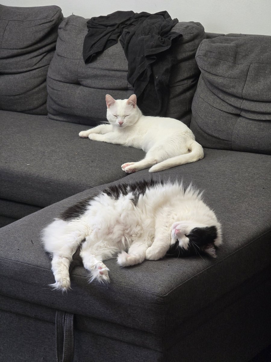 Looksanity's tweet image. Forgot to say it on here, but they are officially my babies !!! #AdoptionWin #FosterFail