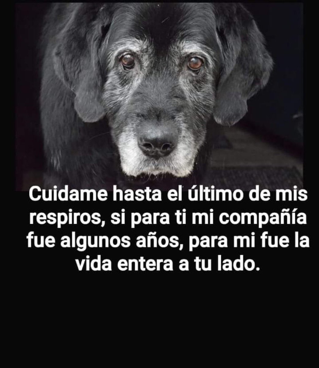 Los perritos de la 3a edad, Seniors como yo les digo, son los que más más nos necesitan… 
Cuida de él o ella, y ten consciencia de que su cuerpo ya no es como antes, necesitan alimento, cuidados y atenciones especiales. Si tienes el privilegio de tener un Senior a tu lado,