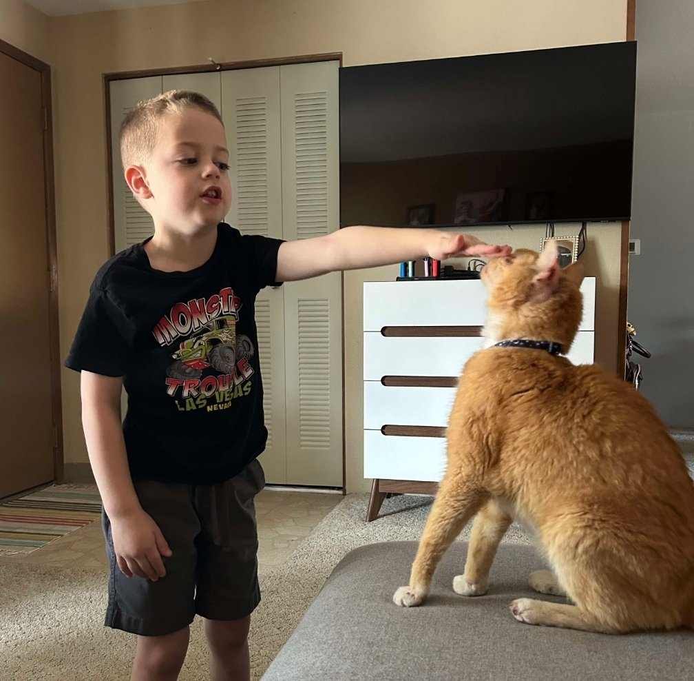 On February 3, 2025, kind citizens brought us a kitty who had been hit by a car. He looked horrible because his wounds were infected from him scratching them, and we didn't know if we could save him 💔 He has been renamed Eugene now and has a fur-ever home! Congrats! #cats