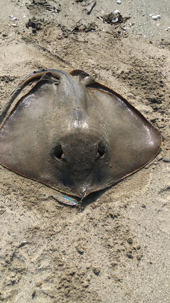 265 
ヒラメなんて8時間も待たなくても近所の砂浜で簡単に釣れるからな 
今朝も近所の砂浜で投釣りしたけど大きなヒラメが釣れた 
刺身でよし焼いてよし揚げてよし煮てよしの四拍子 
もうここ1ヶ月はお世話になりっぱなしだわ 
運動にもなるしマジでコスパ最強で最高のタンパク源