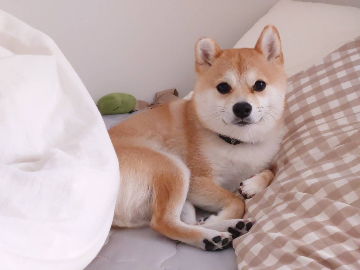 豆柴 豆柴おまめちゃん Omame the shiba 🎀♀ (@wolfie.omamechan