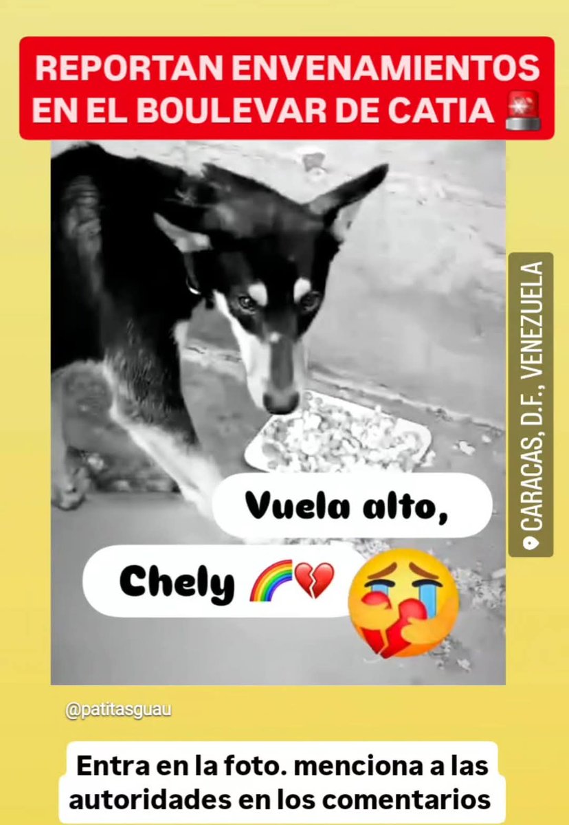 Hasta cuándo tenemos que presenciar esta barbarie. Por qué no los ayudan con esterilizaciones masivas y a buscarles hogares responsables? Eso diría mucho de la sociedad en la que vivimos