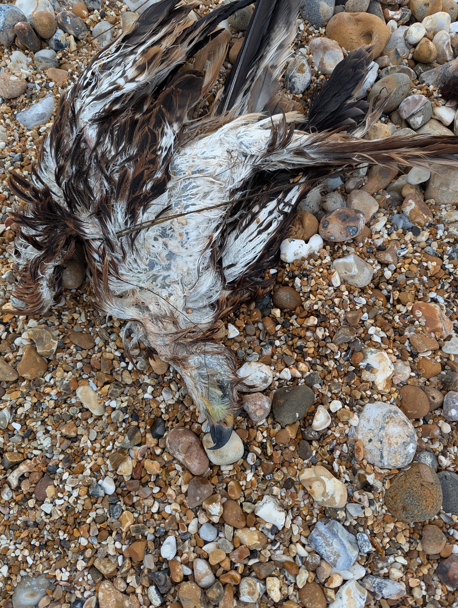 Twitter hive mind. What is this bird. Found on UK beach