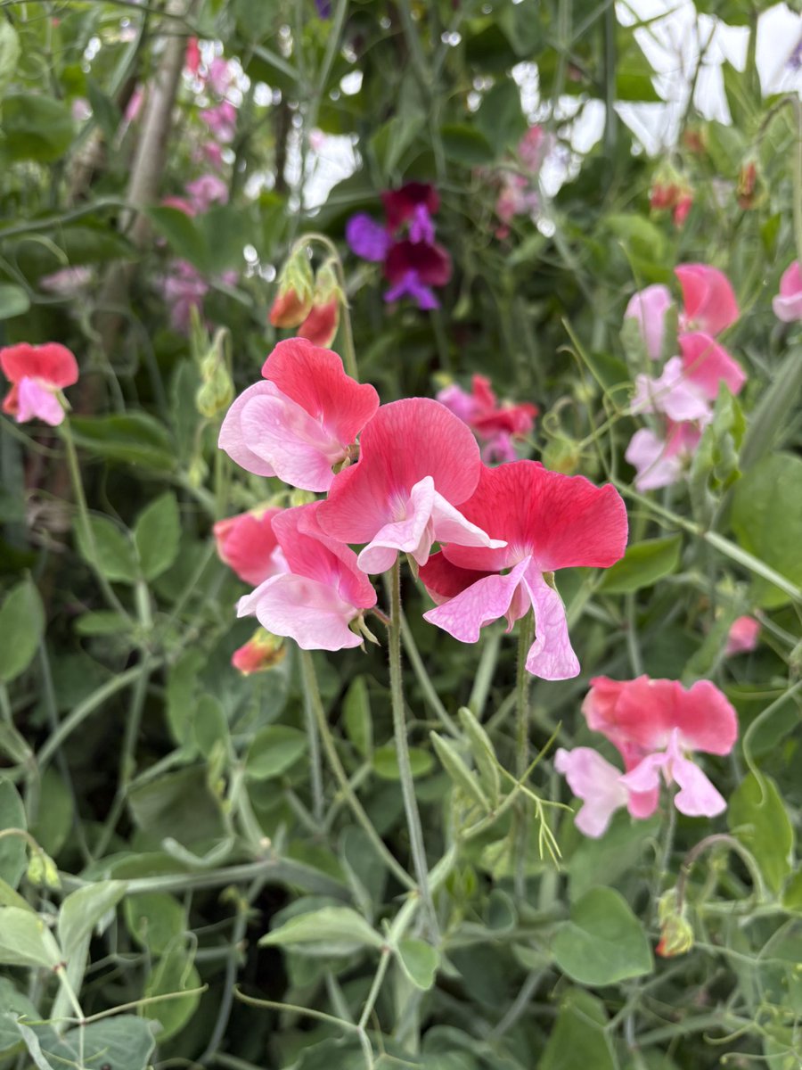 bstthm's tweet photo. The range of the colours of the sweet pea was fabulous at @HillsCastle @HRP_palaces I’m only sorry I can’t convey the perfume https://t.co/ZMgslj3xsZ