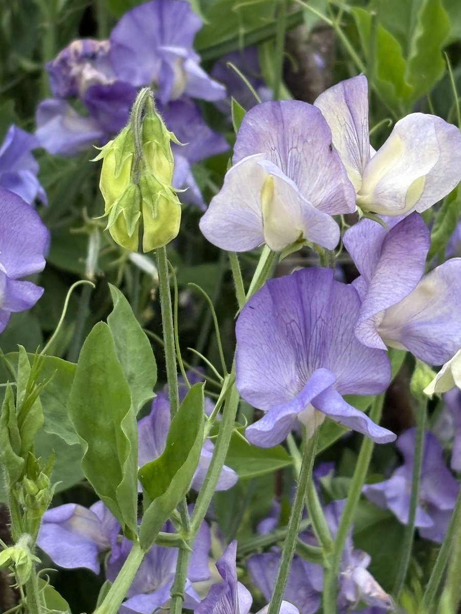 bstthm's tweet photo. The range of the colours of the sweet pea was fabulous at @HillsCastle @HRP_palaces I’m only sorry I can’t convey the perfume https://t.co/ZMgslj3xsZ
