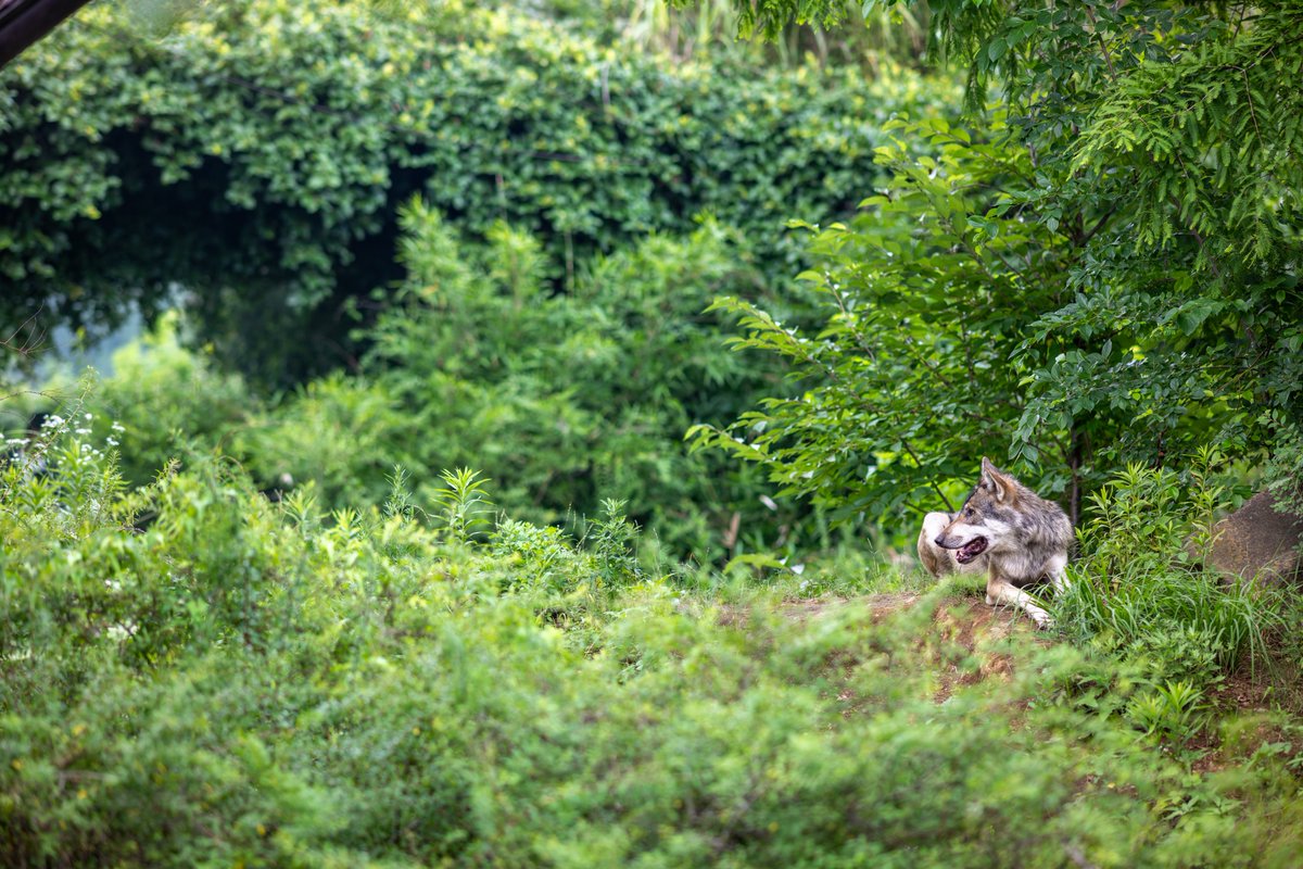 とても動物園とは思えないほど豊かな緑 多摩動物公園のオオカミ舎はすばらしいです, image size:1200x800
