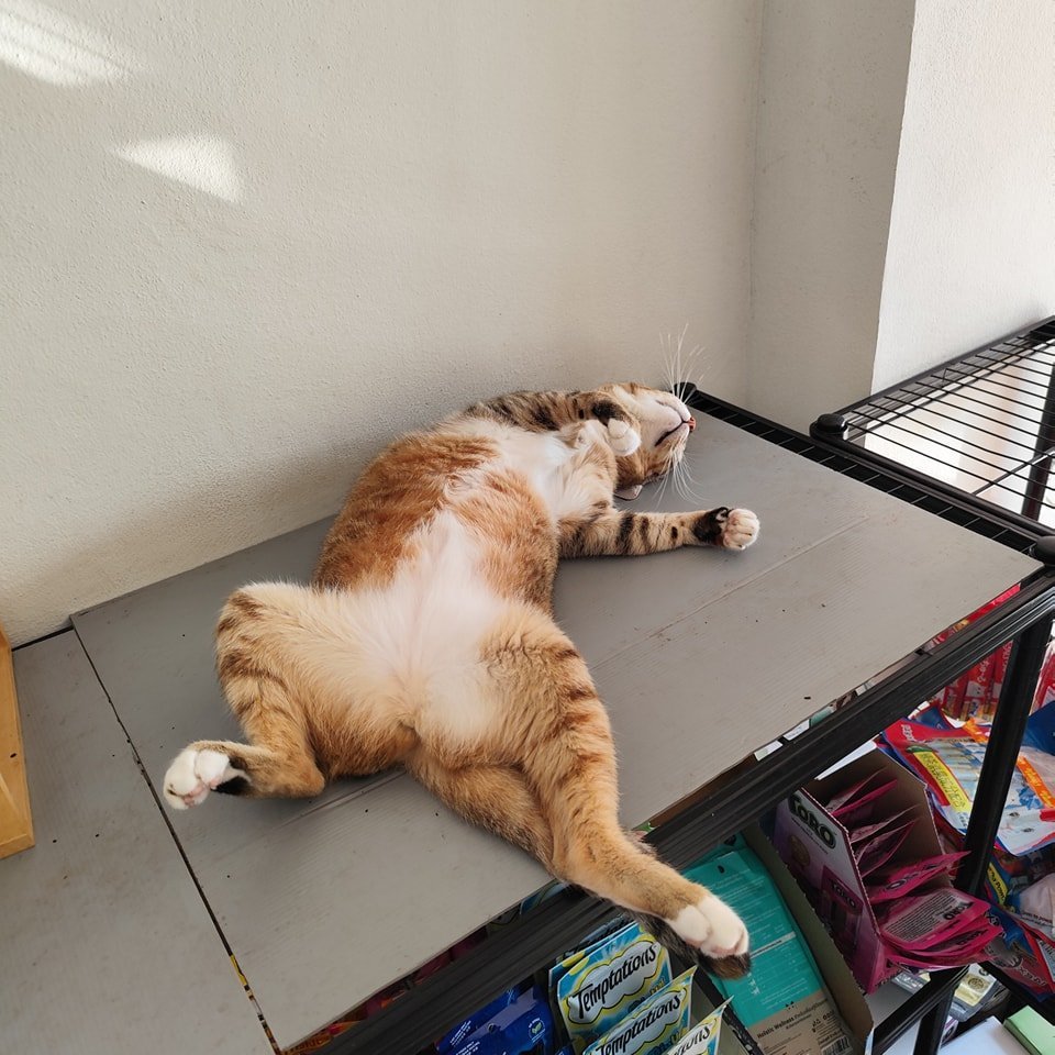 TranslatedCats's tweet photo. She can't reply to messages or comments. https://t.co/EwDjq7BURD