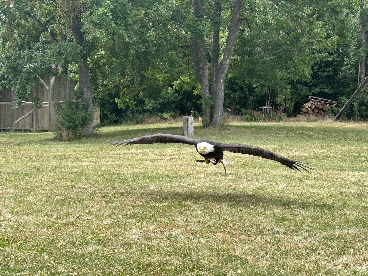 Dr.jur. Howald tweet media