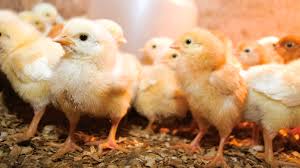 ZvikoJuma2303's tweet image. @ZANUPF_Official&apos;s community empowerment programs are making a real difference! Six schools in Shurugwi North received poultry starter packs, and Takunda Secondary now has a solar-powered borehole—supporting nutrition, water access, and local development. #ZimbabweDevelopment