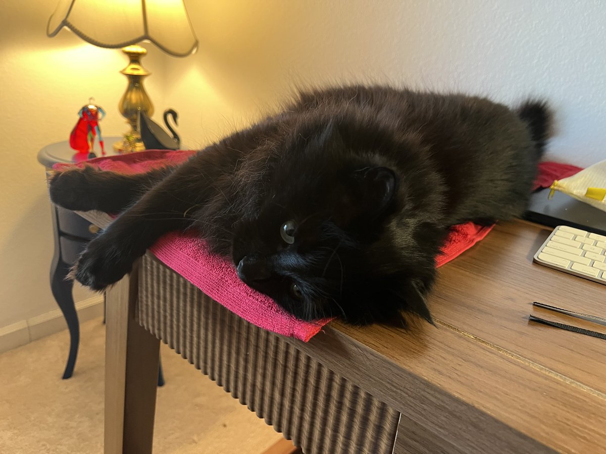 MatthewRehrl's tweet image. My cat’s 🐈⬛ job—his career, so to speak—is to give and receive love. 💕
Not a bad career choice for us humans either! 😉
#BlackCats