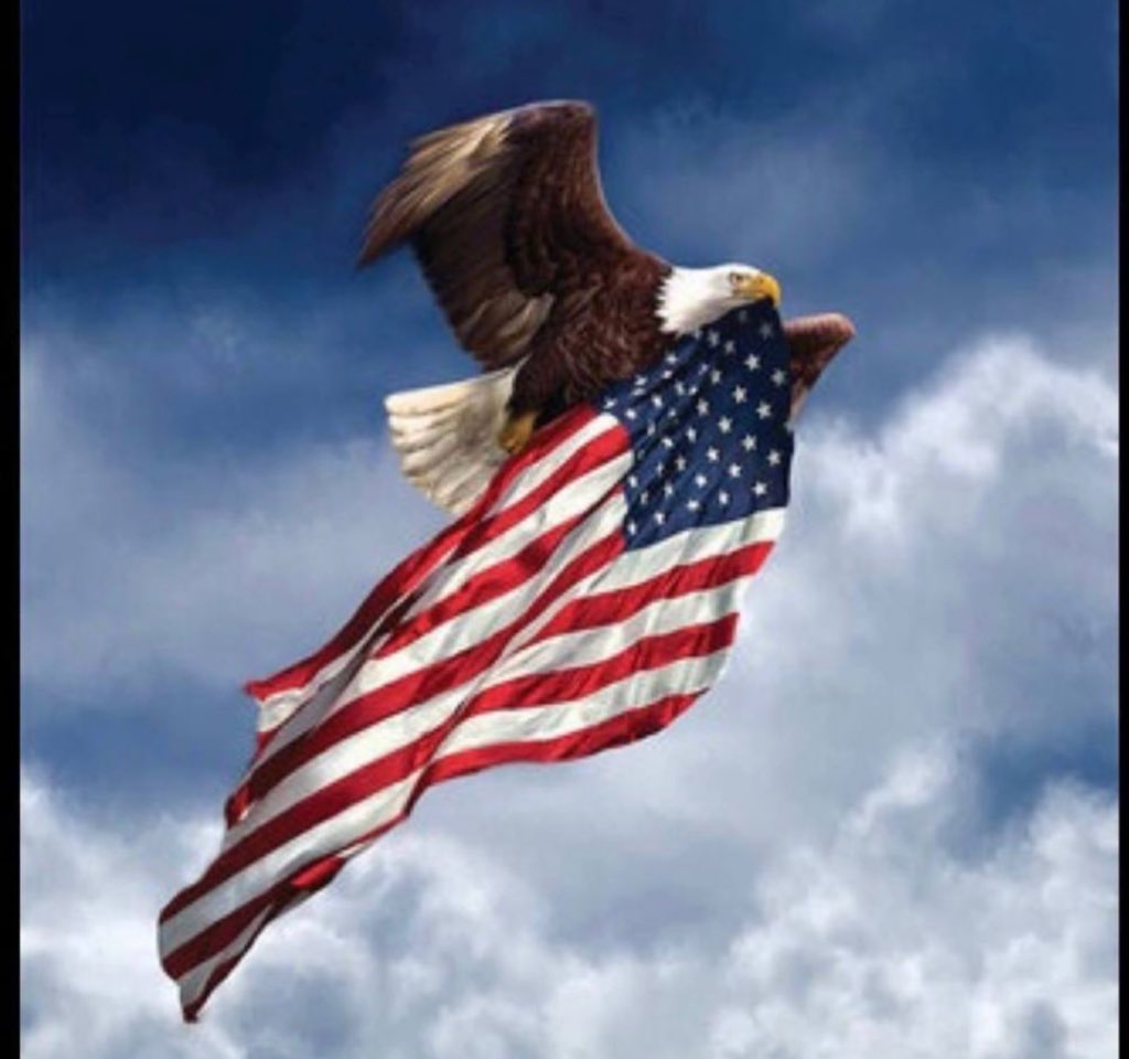 AMERICAN BALD EAGLE 🦅🇺🇸 tweet media