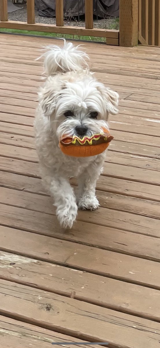 HalifaxDee's tweet image. Heartbroken to have lost the sweetest little pup in the world. We will miss her forever. #Kibbles @NiallHarbison