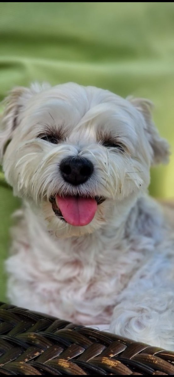 HalifaxDee's tweet image. Heartbroken to have lost the sweetest little pup in the world. We will miss her forever. #Kibbles @NiallHarbison