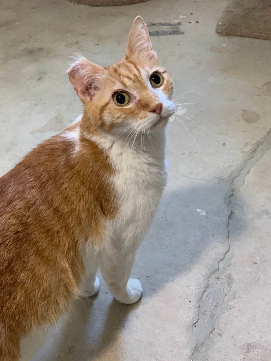 🎶 “I’m in love with the shape of you…” Meet ED SHEERAN—a 13-year-old orange crooner ready to sing his way into your heart. He’s sweet, soulful, and perfect for your home.

This Ed’s idea of “Thinking Out Loud” is curling up on your lap and purring sweet nothings!
