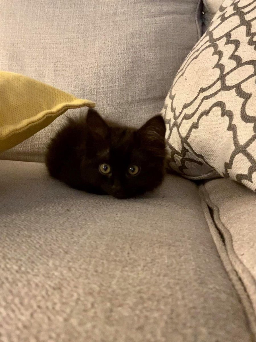 Black cats are not bad luck (@visualscat) on Twitter photo 