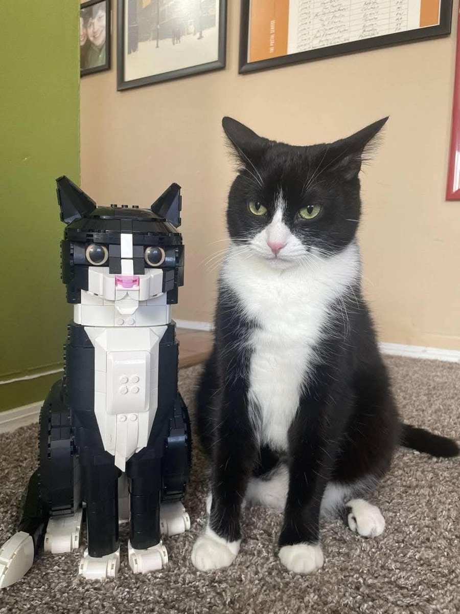 Cats with pawerful aura (@aurawithcats) on Twitter photo 