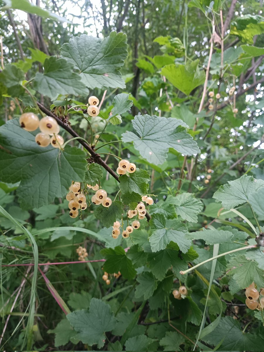 The berries in the forest are very sweet 🍒