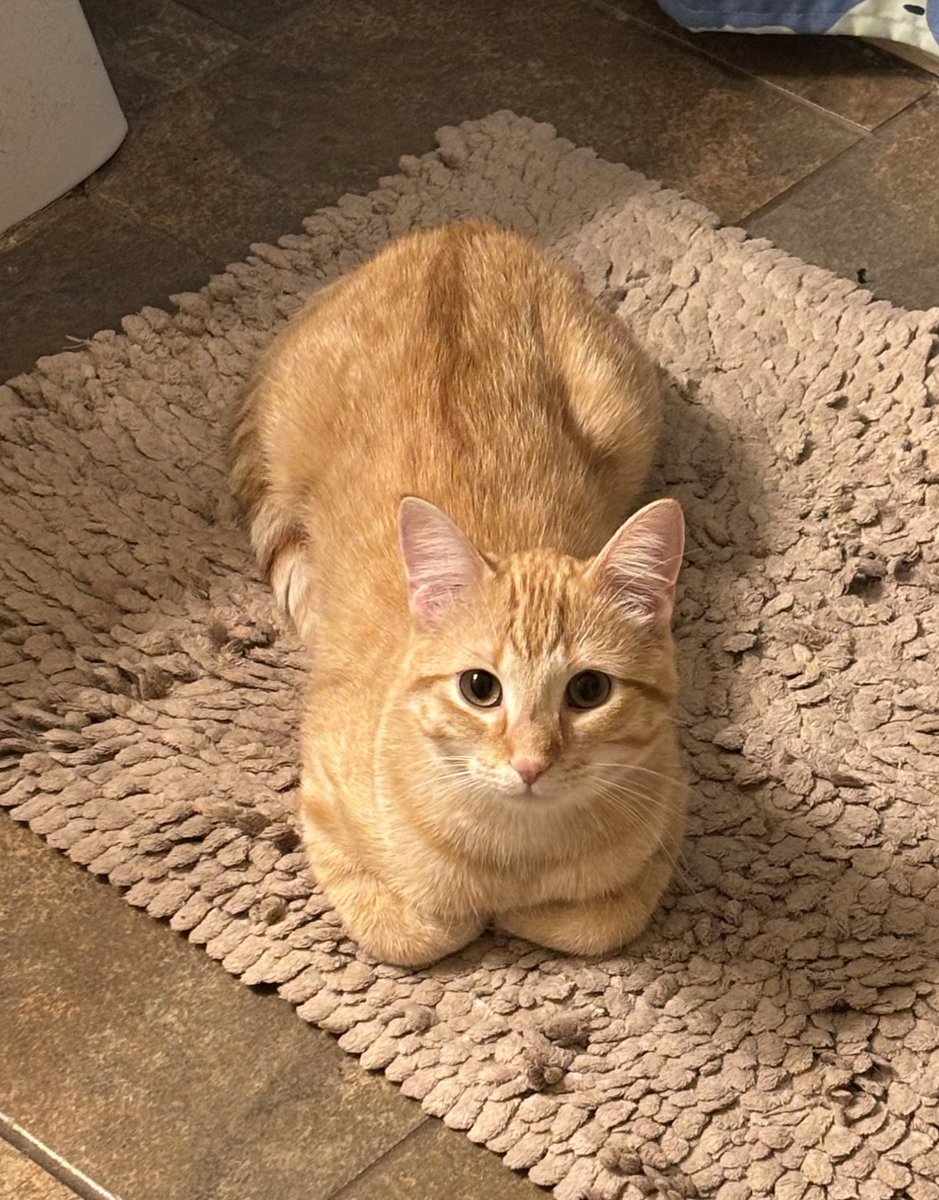 DinkyCat2's tweet image. He’s full of hatred and everything evil in this world