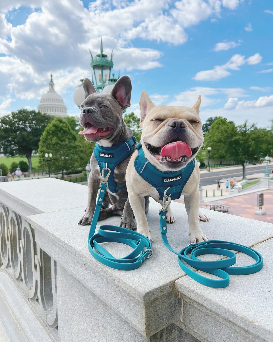 washingtondc's tweet image. Suns out, tongues out! ๐ถ
Check out some of our favorite dog-friendly spots in DC. โก๏ธ bit.ly/2Nvrfmm
๐ธ: mochi.bean.1203 / IG #Only1DC