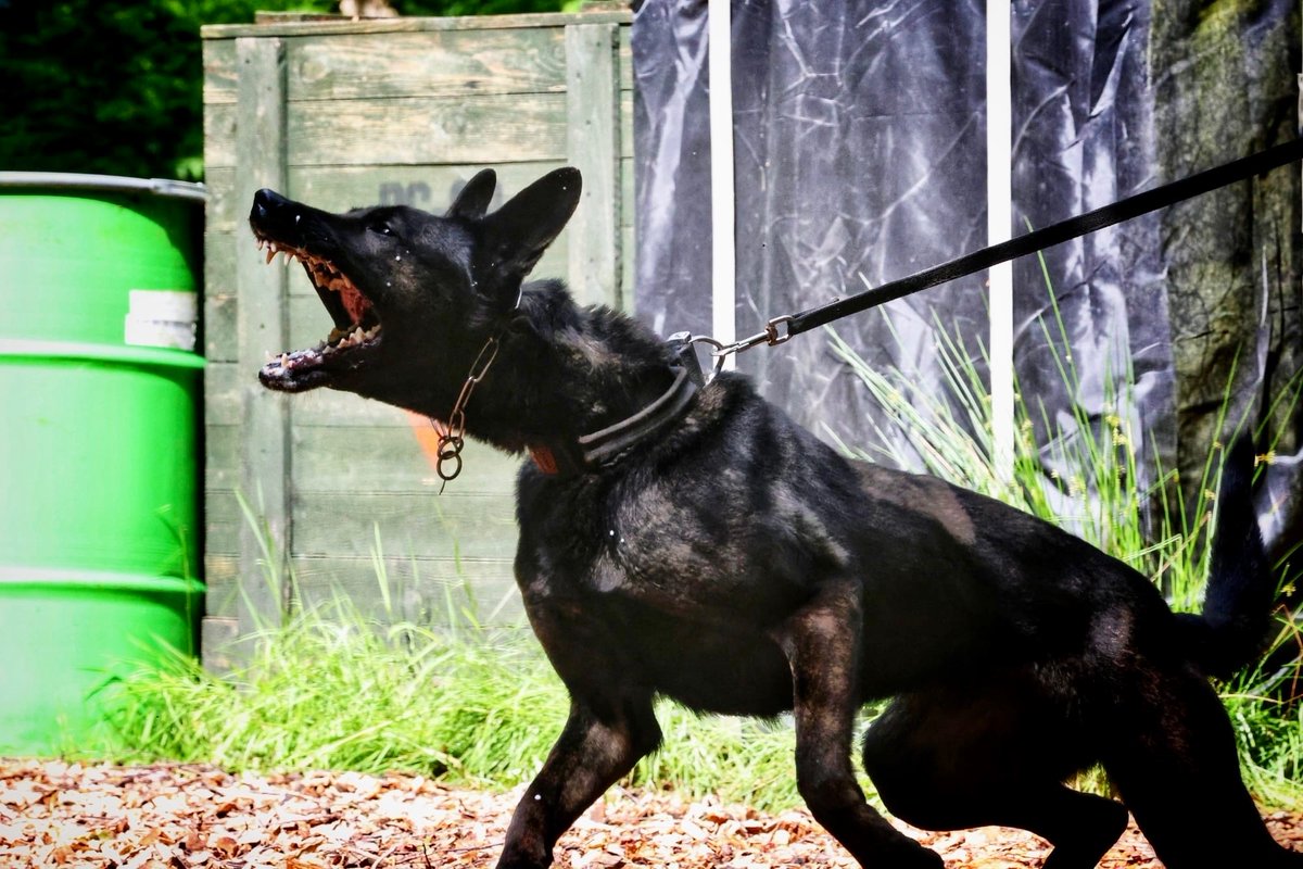 StaffsDogs's tweet image. #PDIKO was deployed in #Stoke this week along side #S3ARV when officers have located a stolen motorbike with the offenders still with it. 🏃♂️🏃♂️🏍️. One male was quickly detained by officers. The second tried to escape but soon changed his mind when faced with PD IKO. #arrested. 🐾