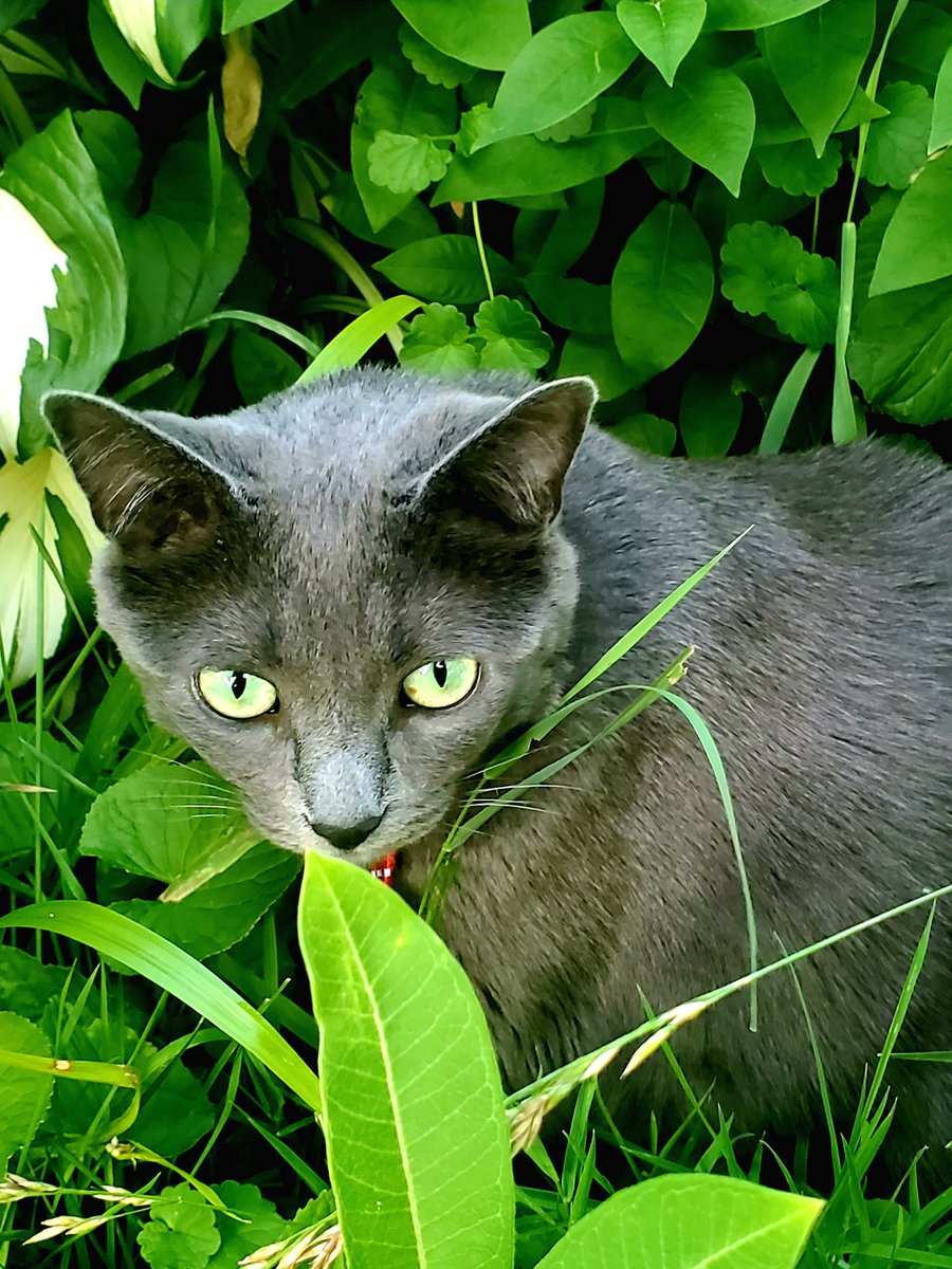 BM1531's tweet image. Lulu&apos;s in hiding from mommy cause she just royally clocked her super feisty sis, Lola (who&apos;s a known snitch)