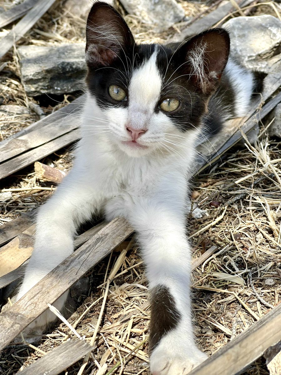 Meet one of the abandoned kittens being cared for by our kind volunteer Kia, the nurse who cares for the Aegean #Cats on this tiny Greek island.
You can help the #cats on Iraklia by making a small donation to fund vital medicines, neutering and food. Purr!
gofundme.com/f/cats-of-irak…