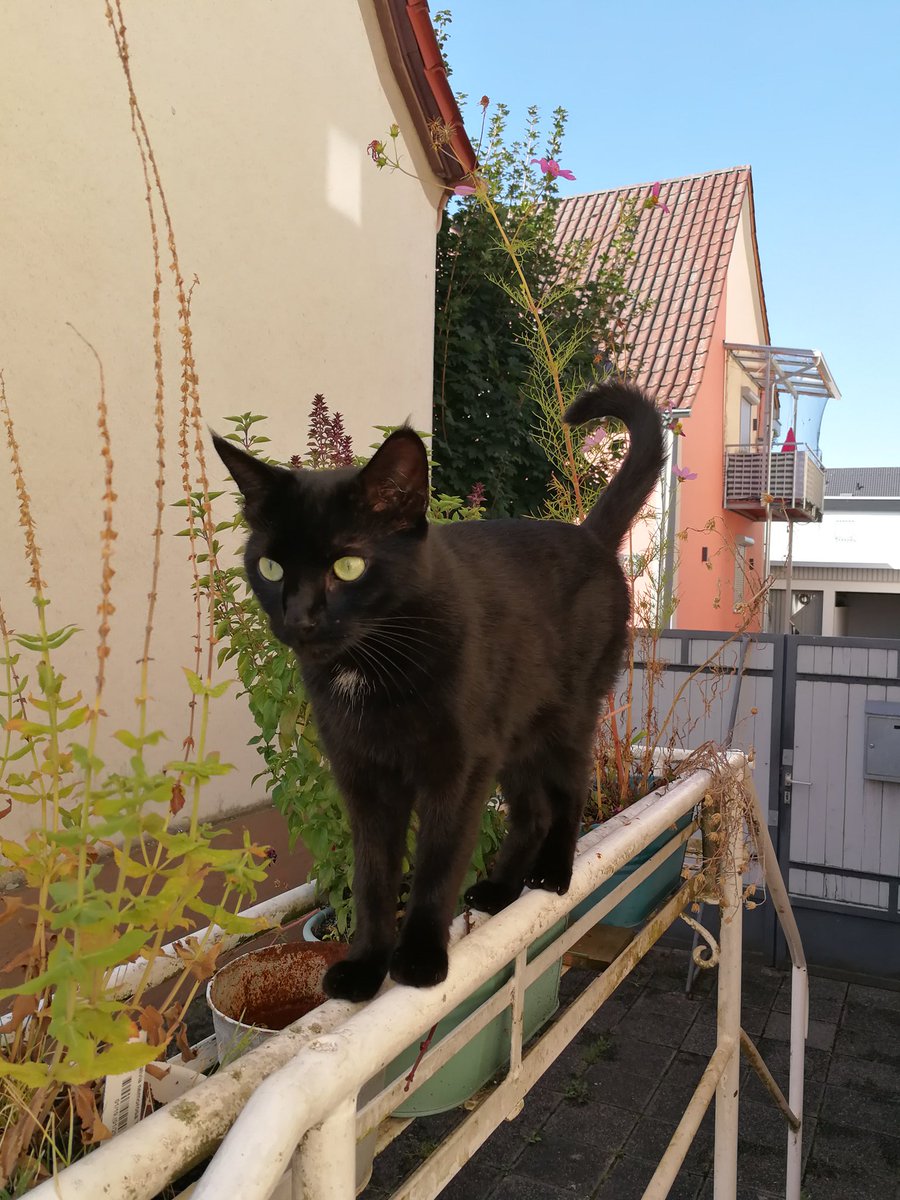 Jojonumerouno's tweet photo. @MaximalesD Pepper, aka "Der schwarze Tod" https://t.co/Ow4HnwI1Sd