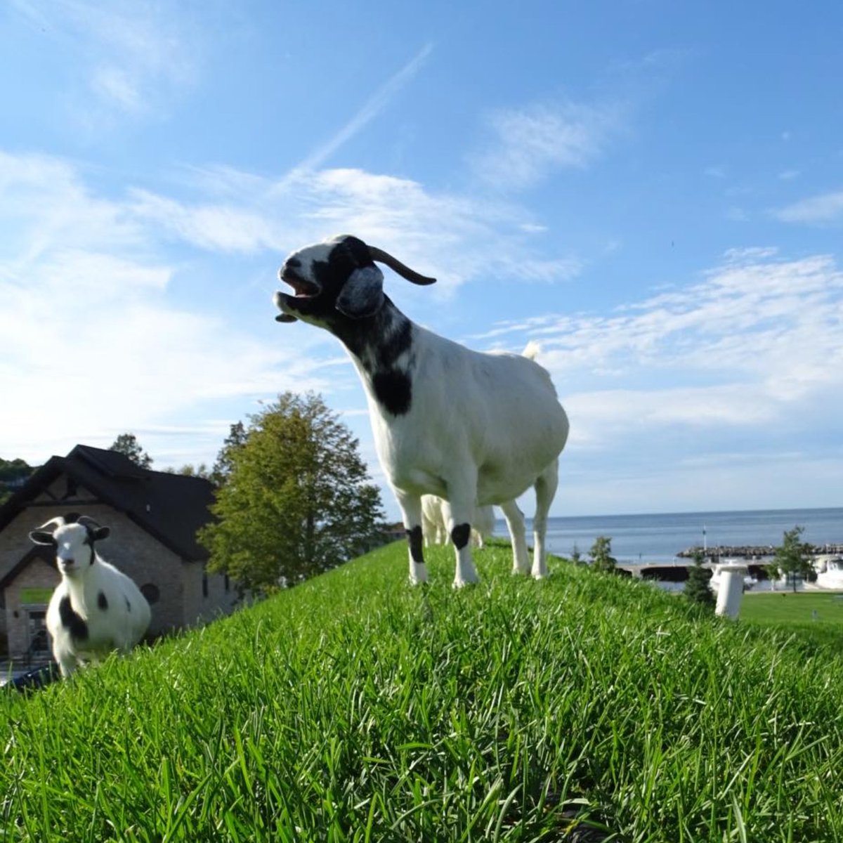 goatofthe's tweet image. π
11th July 2025
π·οΈ Instagram/aljohnsons
π #animaloftheday