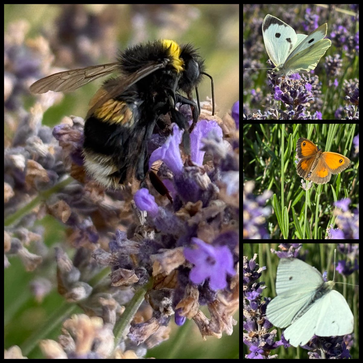 ScienceNelson's tweet image. Not had time to get out for #wildflowerhour recently but I’ve at least enjoyed the pollinators lured by our lavender bushes…