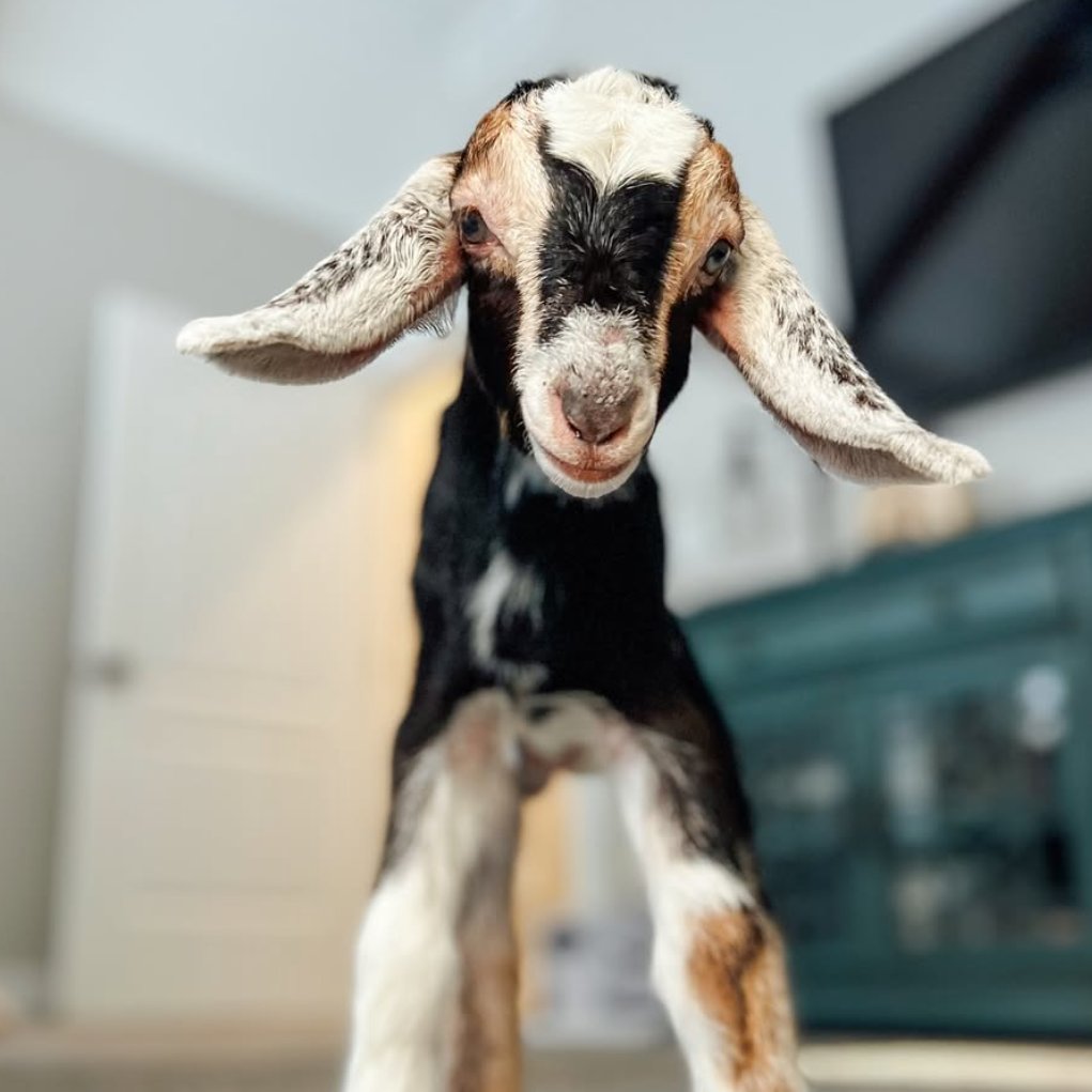 goatofthe's tweet image. π
12th July 2025
π·οΈ Instagram/acraftyconcept
π #animaloftheday