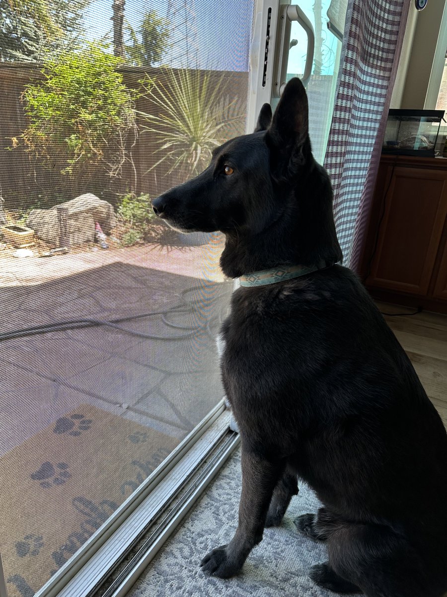 _ediri's tweet image. Doggo of my brother 😍