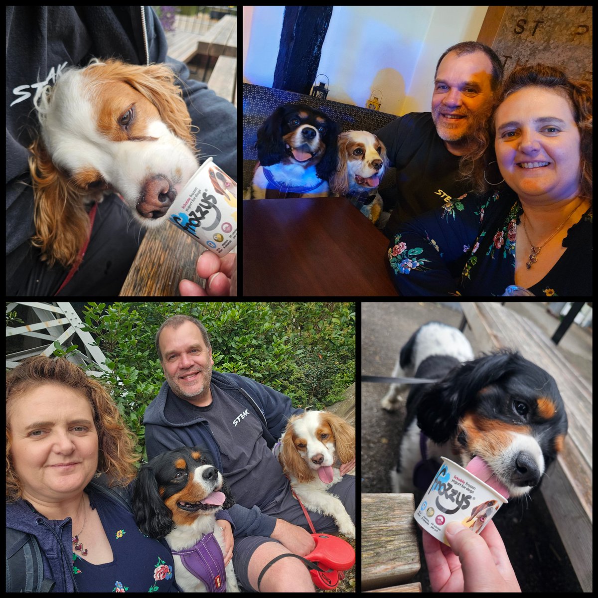 runawaygirl248's tweet image. Great day in Chester with the boys yesterday πΎπ
#cavpack #dogs